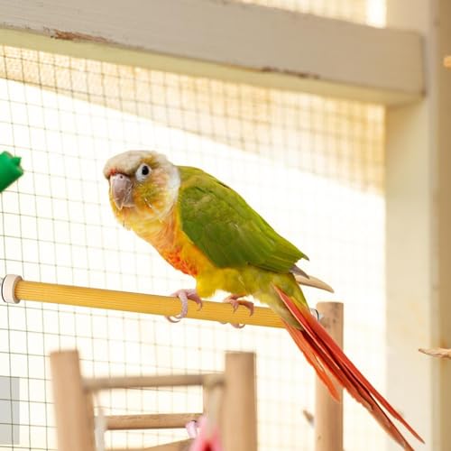Parrot Perch Stand Brinquedo | Wood Bird Perch Stand Paw Grind Sticks Exercise Toys - gaiola estável