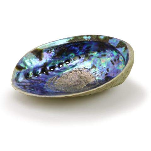 Natural Abalone (Pāua) Shell,Over 6.5 inches,Supreme Plus,for Smudging,Cleansing Home,Meditation,Shell Crafts,Incense Holder, Home Décor,100% Natural,Sustainably Sourced by OceanShellStudios NZ