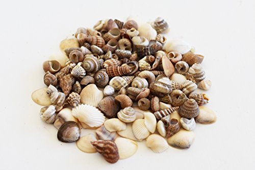 Florida Shells & Gifts Special 1/2 lb Tiny Indian Ocean Shell Mix Mini Shells 1/4