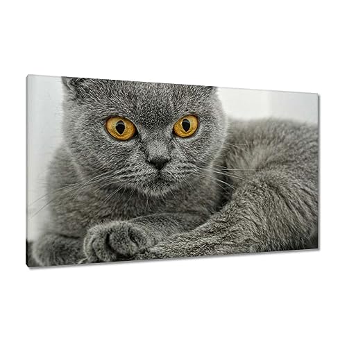 Tableau British Shorthair 120x70cm toile murale déco chat H2044M_PC1EN