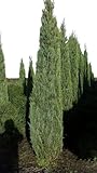 Plantenwelt