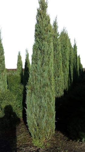 blauer Raketen Wacholder Juniperus scopulorum Blue Arrow 80-100 cm hoch im 7,5 Liter Pflanzcontainer