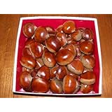 秋の味覚 栗 巨大3L～4Ｌ ゴルフボール程度 1.8k 熟成 栗