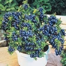 Blueberry Tasty Fruit Live Plant 1 Healthy (Seedling) Live Plant whit plastic pepar bag (B0BTSJBYRZ) Amazon Price History, Amazon Price Tracker