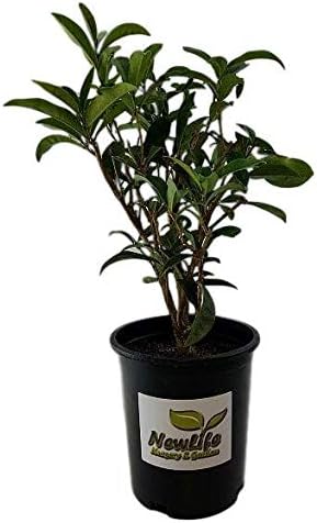 New Life Nursery & Garden -Fudingzhu Fragante Té Oliva-Osmanthus, Olla de galón comercial