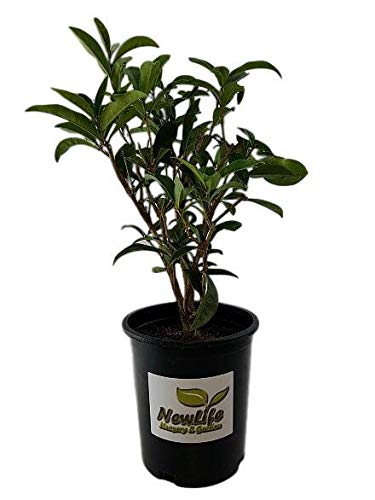 Fudingzhu Fragrant Tea Olive - Trade Gallon Pot Fudingzhu Fragrant Tea Olive - Trade Gallon Pot
