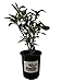 Fudingzhu Fragrant Tea Olive ( Osmanthus ) - Trade gallon