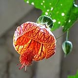 100 Stück Abutilon Pictum Blumensamen Bonsai Pflanze Hausgarten Hof Balkon Dekor Getreidesamen, Farnsamen, Blumensamen, Obstsamen, Grassamen, Baumsamen Abutilon Pictum-Samen