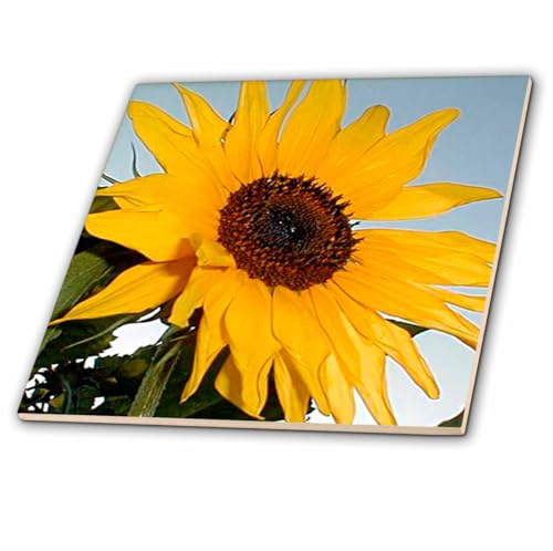 3dRose Sunflower - Ceramic Tile, 6-inch (ct_763_2)