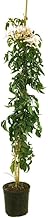 Natural climbing plant BIGNONIA RICASOLIANA M20 180CM FOR OUTDOOR