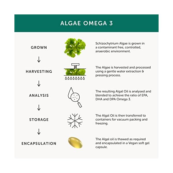 Algenöl Omega 3 vegan von Together Health – Reine Omega 3 Kapseln aus Algen – Perfektes DHA & EPA Verhältnis… – Bild 7