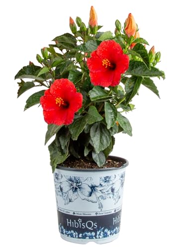 Costa Farms Live Hibiscus Plant - Red Tropical Outdoor Flowering Plant 1 Gallon Grower Pot 16-Inches Tall - Real Summer Flowers for Patio Deck & Garden Decor - Hummingbird & Butterfly Attractor