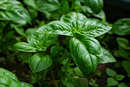 Biocarve Seeds Herb Basil Green (Genovese)-NM | Pack Of 1 (1000 seeds). (B09BKVTPBW) Amazon Price History, Amazon Price Tracker