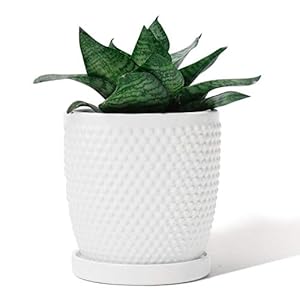POTEY White Planters Pots for Plants Indoor 053601 5.5 Inch Glazed Ceramic Modern Vintage-Style Hobnail Textured Planters Bonsai Container with Drainage Hole & Saucer(Plants Not Included) POTEY White Planters Pots for Plants Indoor 053601 55 Inch Glazed Ceramic Modern Vintage Style Hobnail Textured Planters Bonsai Container with Drainage Hole SaucerPlants Not Included