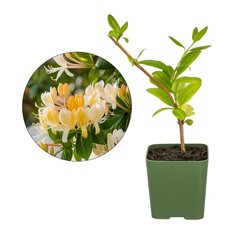 White Fragrant Japanese Honeysuckle Vine, Starter Plant, Climbing Landscape Outdoor Garden Plant 2 inch Pot (1)