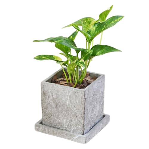 t[R[|[V |gX  Iׂ L[u` Zg RN[g 3  j {  ϗtA