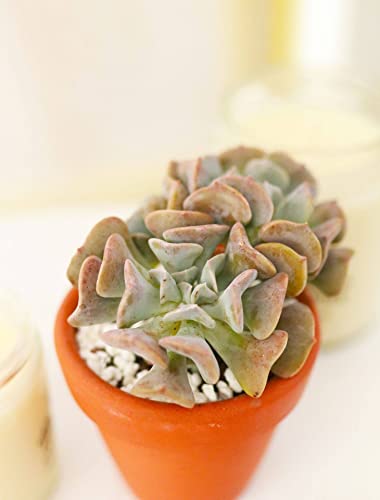 Echeveria Cubic Frost Purple Succulent (2 Inch) #TOP3