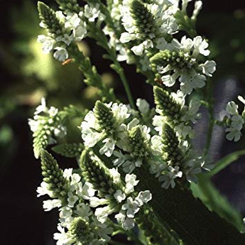- Semi Verbena hastata Alba