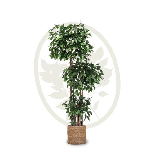 Maia Shop Plantas Artificiales Decorativas - Ficus Artificial 3 Copas 175 cm con Tronco Natural, Planta Artificial Grande, Decoración Hogar, Arbol Artificial
