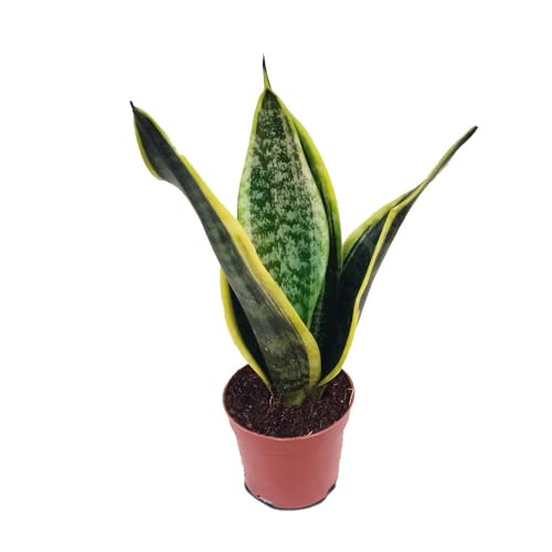 Laurentii Snake Plant - Sansevieria - Impossible to Kill! - 4' Pot