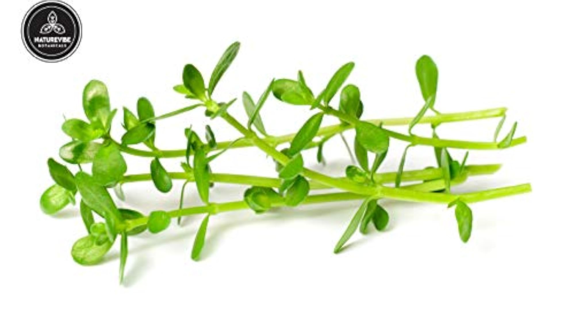 Brahmi Powder, 200gms, Organic Herbal Supplement