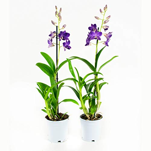 Orchids from Botanicly – 2 × Dendrobium Sa-Nook – Height: 55 cm, 1 stem