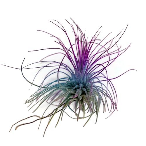 Image of Thin Air Plant, Guatemala Tillandsia Live Airplant, Healthy Arrival Guaranteed, Great Indoor Plant, Home Decor & Gift (Rainbow)