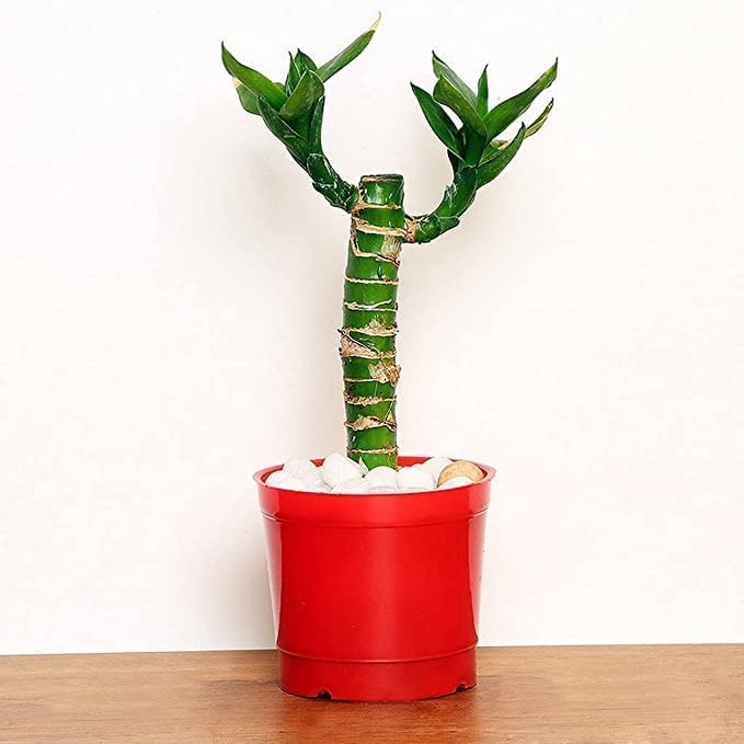 Flora solutions Lotus Bamboo Live Plants | Green Lucky Bamboo Plant | Bonsai Live Plants | Lucky Plants for Office Table Home Decor Good Luck Indoor Live Plant/Tree with Pot-image-10