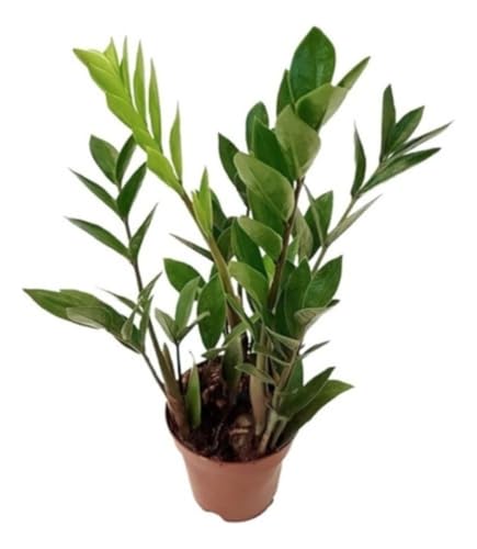 Muda Mini Zamioculca Zamio Planta Da Fortuna Com Vaso Planta Natu...