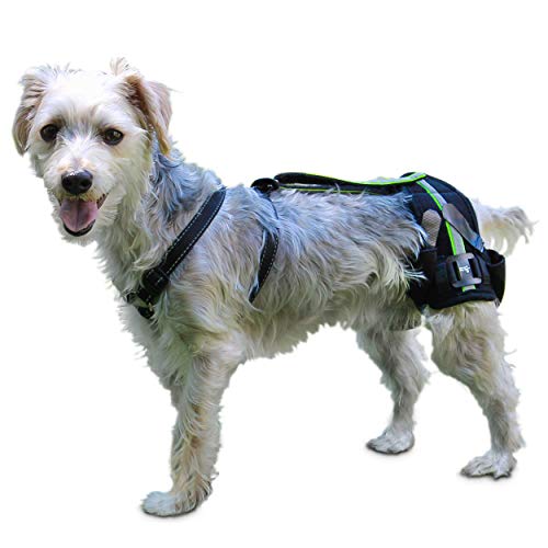 Best Dog Hip Dysplasia Braces Pupster Passion