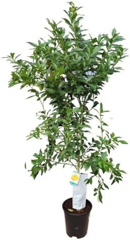 AzJardin Limequat Lemon Tree Dwarf Lemon Tree Height Approx. 150 ...
