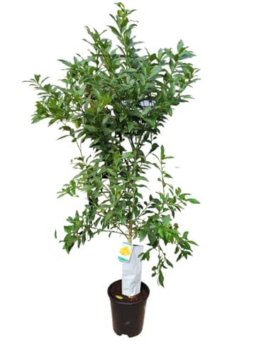 AzJardin-Árbol Limonero Limequat-Limonero enano- Altura aprox. 150cm-Maceta 25cm. Planta viva. Limonero chino.