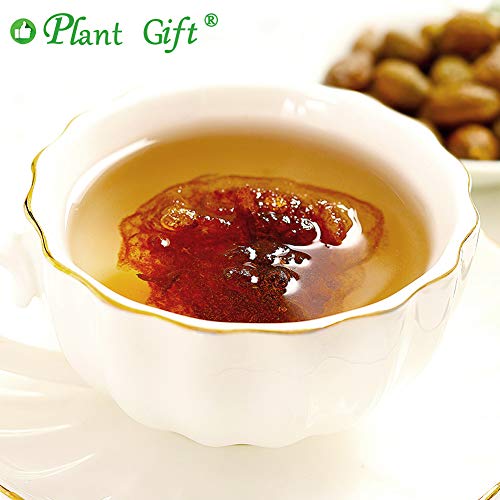 Plant Gift Malva Nut, Dried Sterculia Lychnophora Tea, Lychnophora hypotensive, Dried Pangdahai scaphium scaphigerum125g/4.4oz