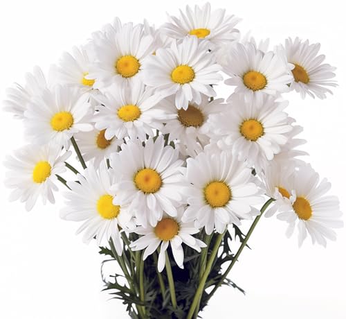 1000 Shasta Daisy Seeds for Planting Alaska - Heirloom Non-GMO USA Grown and Packed Perennial White Cut Flower by RDR Seeds