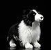 Oujppc Simulazione Border Collie Peluche, Cane Kawaii Morbido Peluche Bambola, Collezione Regalo Peluche Unica per Bambini, 28 Cm