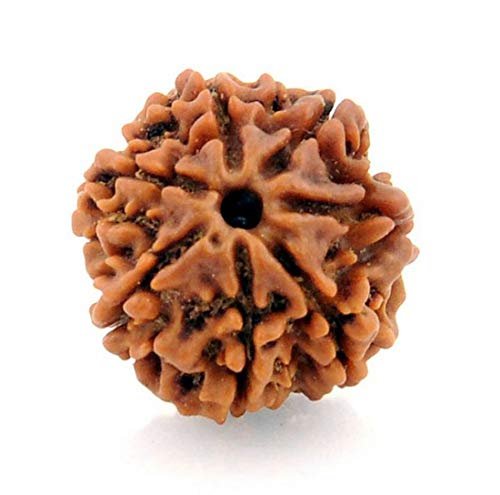 Empowering 7 Mukhi Rudraksha Bead, Universal Sun Sign, Root Chakra