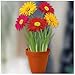 Stickers4 Autocollant pour décorations saisonnières de fenêtre représentant des fleurs en pot - 4. Gerberas - 1. Standard