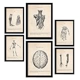 DECORATION MURALE AVEC DES PEINTURES ET ESTAMPES D'ART - Impression murale parfaite pour faire un cadeau ou pour décorer une clinique, un hôpital, une salle d'attente, une salle de classe, une classe ou l'intérieur de votre maison - Ensemble d'illustrations anatomiques décoratives de style vintage-rétro. Idéal pour décorer et combiner dans n'importe quelle pièce ou pièce de votre maison avec ses tons pâle, beige et sépia.