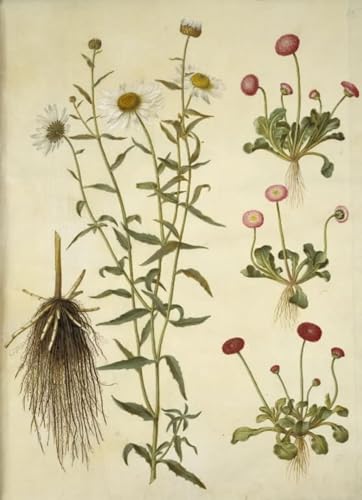 Art Tableau Leucanthemum Vulgare Impression d'art de Prestige sur Toile 60x90