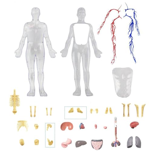 4d menschliches Körpermodell, Anatomie menschliches Körpermodell | 4d Skelett transparentes menschliches...