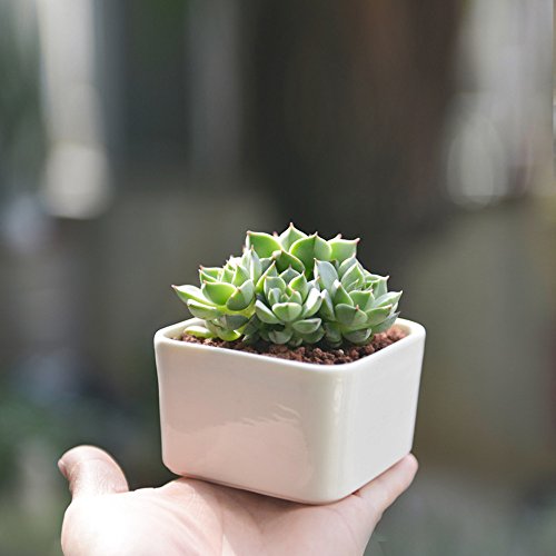 Celestte White Ceramic Cube Succulent Planter Pots With Bamboo Tray #TOP6