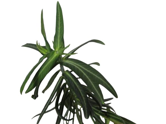 Euphorbia Lathyris - Wikipedia, La Enciclopedia Libre - Foto 6