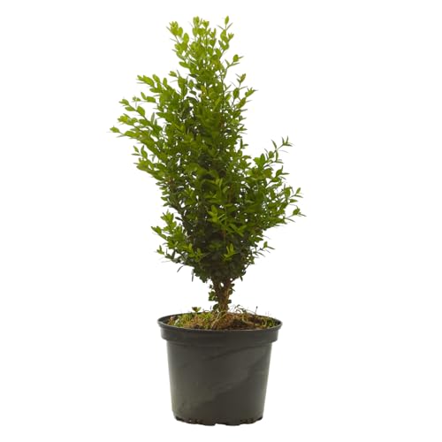 Verdecora Boj en maceta de Ø15cm | Buxus sempervirens 'Suffruticosa' | Arbusto de Exterior Compacto y Resistente | Ideal para Setos, Jardines y Borduras