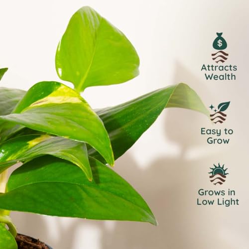 Image of Kyari Money Variegated Indoor Live Plants with White Self Watering Pot - Oval Pot 4 Inch