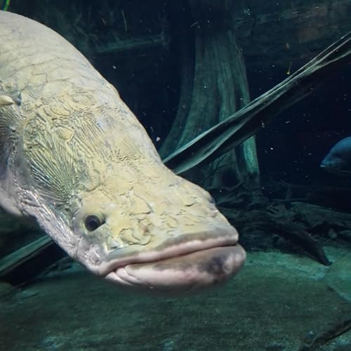 Hannes Und Leo cover art