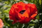  Saatgut für Papaver Somniferum, Türkischer Mohn, 1000 Samen