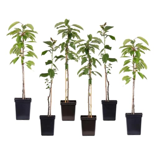 Plant in a Box - Pommiers - lot de 6 - Malus 'Braeburn', 'Golden Delicious', 'Malus Gala' - arbres fruitiers - Pot 9cm - hauteur 60-70cm