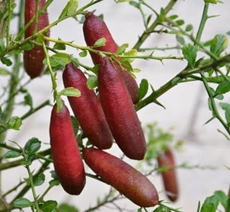 See full amazon price history chart for Australian Finger Lime Finger Lemon Citrus "Fruit After 1 Year" Healthy Live Plant | Original Finger Lime Warcup Grafted | All Time Red Australian Drawf Finger Lime Lime,Lemon/Lebu Plant Australian Finger Lime Finger Lemon Citrus "Fruit After 1 Year" Healthy Live Plant | Original Finger Lime Warcup Grafted | All Time Red Australian Drawf Finger Lime Lime,Lemon/Lebu Plant (B0CTQQX3WX) Amazon Price History, Amazon Price Tracker