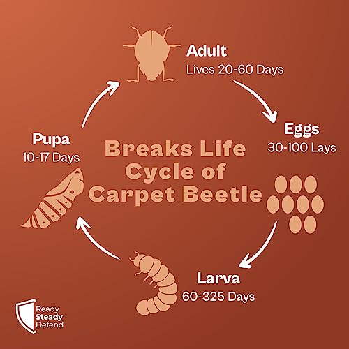 Carpet Beetle Killer Powder Complete Treatment To End Infestations