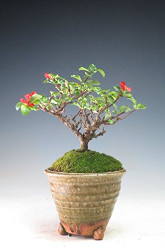 Amazon.co.jp: 四季咲き赤花長寿梅 ミニ盆栽 : DIY・工具・ガーデン
